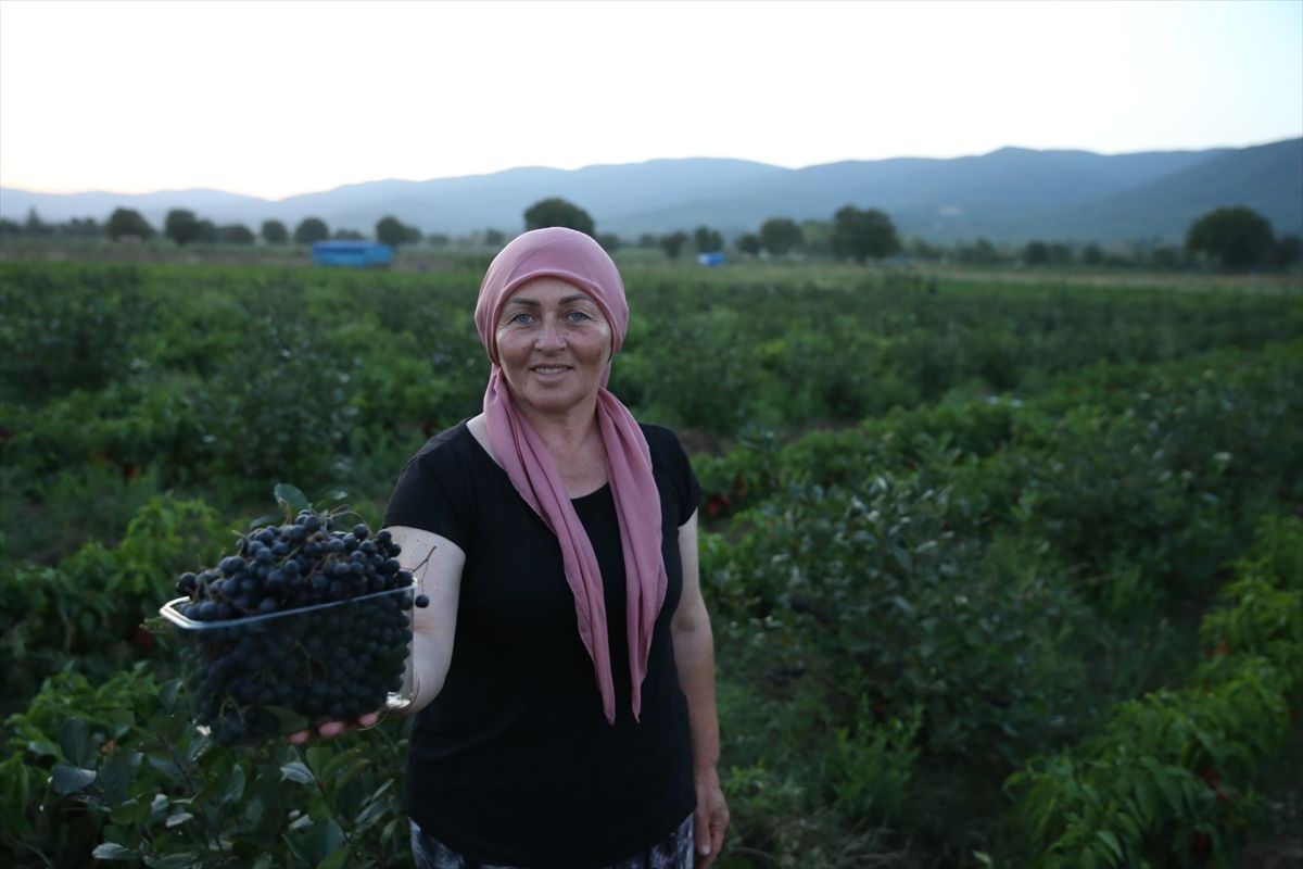 Kadın muhtar "süper meyve"yi köyüne kazandırdı - Resim: 6