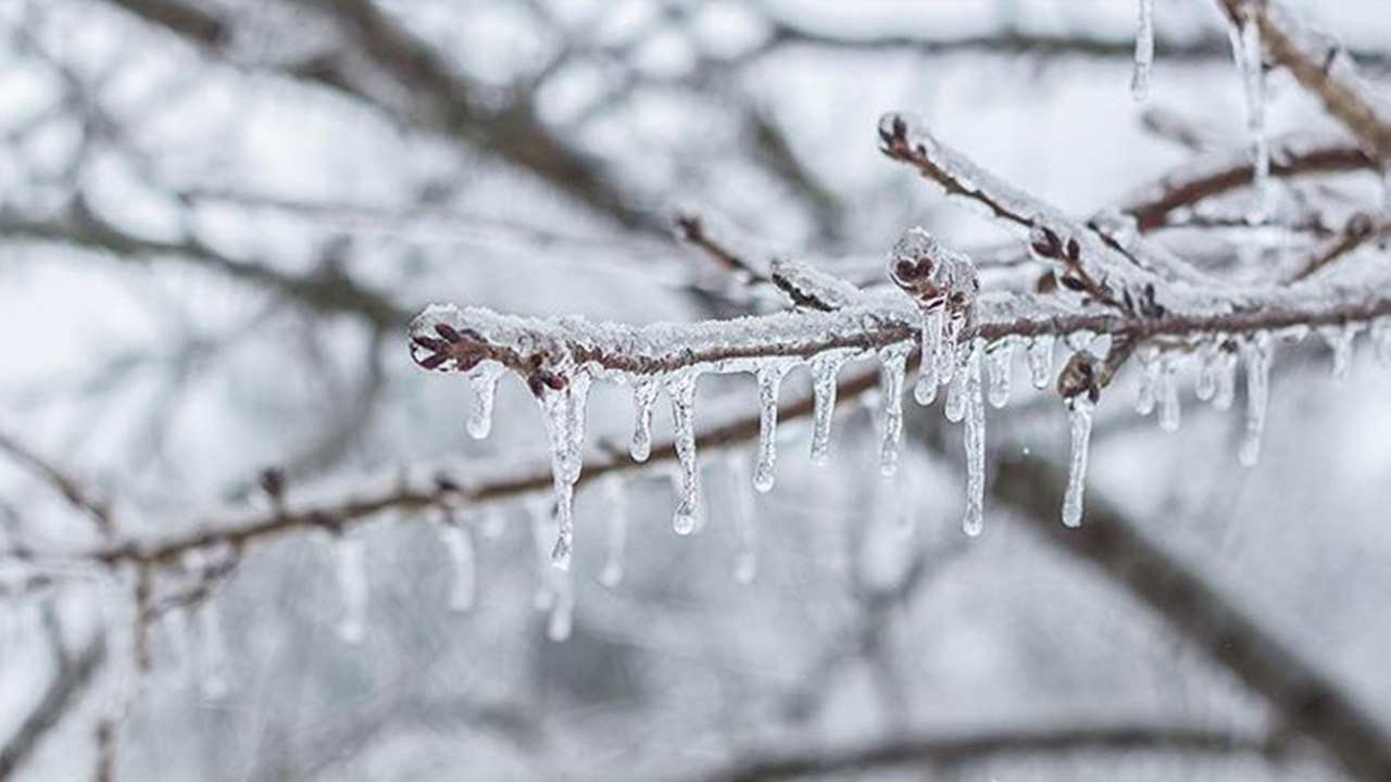 “Sigortalı alanların yüzde 50’sinde zirai don teminatı yok”