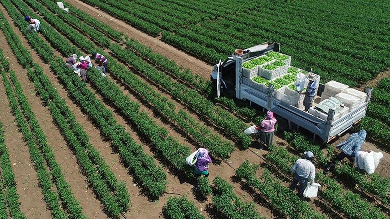Bitkisel üretimde 2025 zor geçecek: TÜİK verileri kayıpları gösteriyor