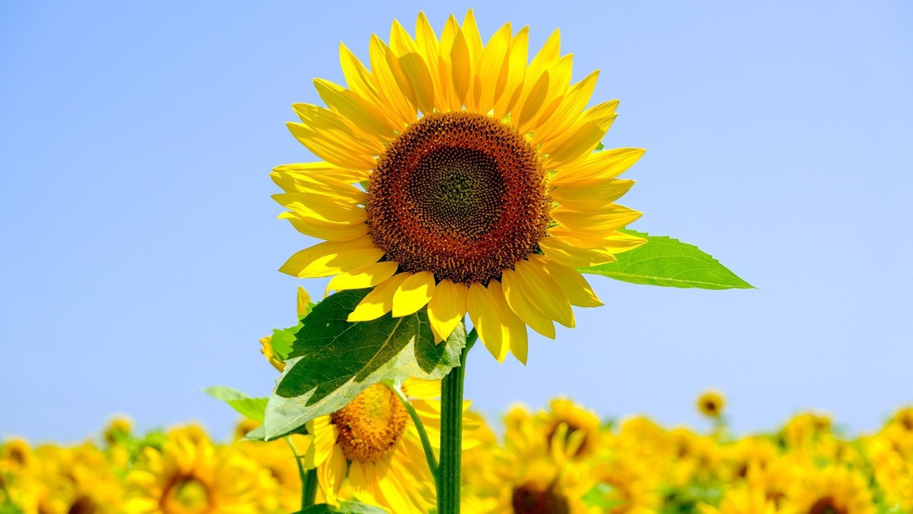 Ayçiçeği tohumu ve yağ ithalatında tarife kontenjanı şartları belirlendi