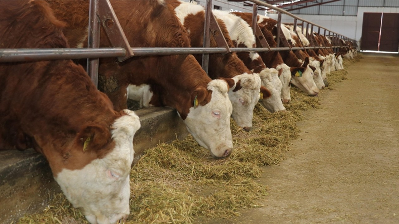Şap nedeniyle et ve süt fiyatları artacak mı? Bakanlıktan dikkat çeken mesaj