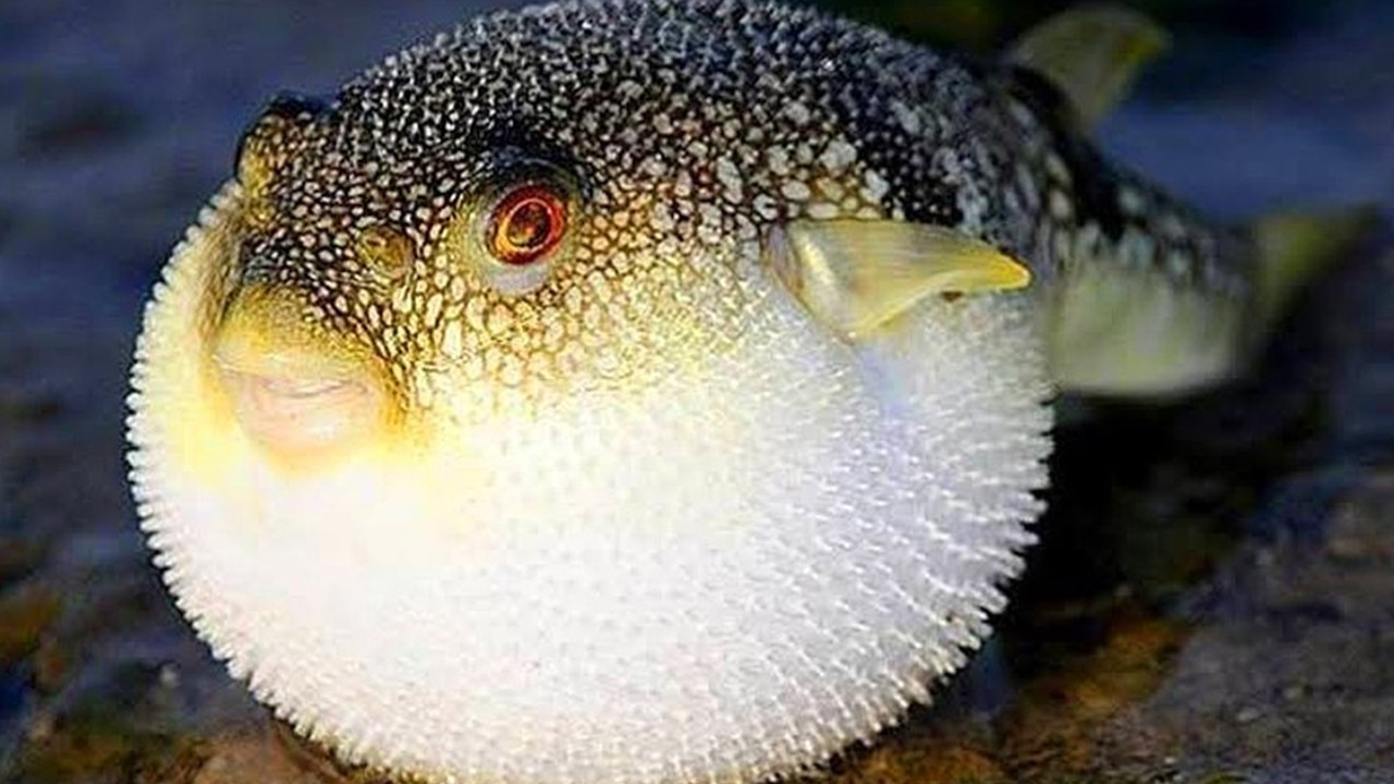 Balon balığı avcılığına verilen destekler güncellendi