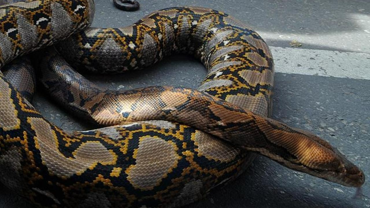 Endonezya'da yaklaşık 5 metrelik piton bir kişiyi yuttu