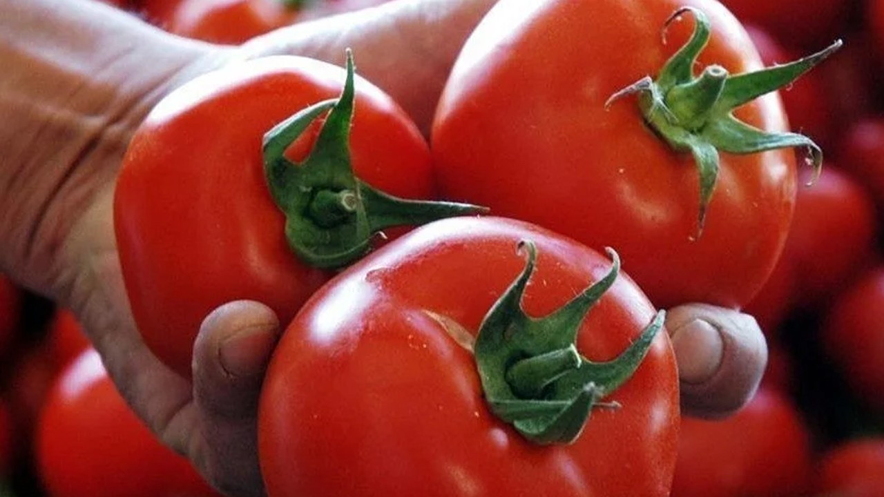 Yüzde 30, su tasarrufuyla daha verimli domates