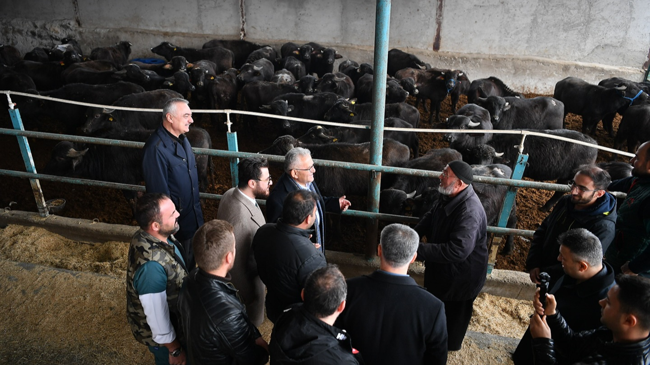 Manda yetiştiricilerine yüzde 50 hibeli destek