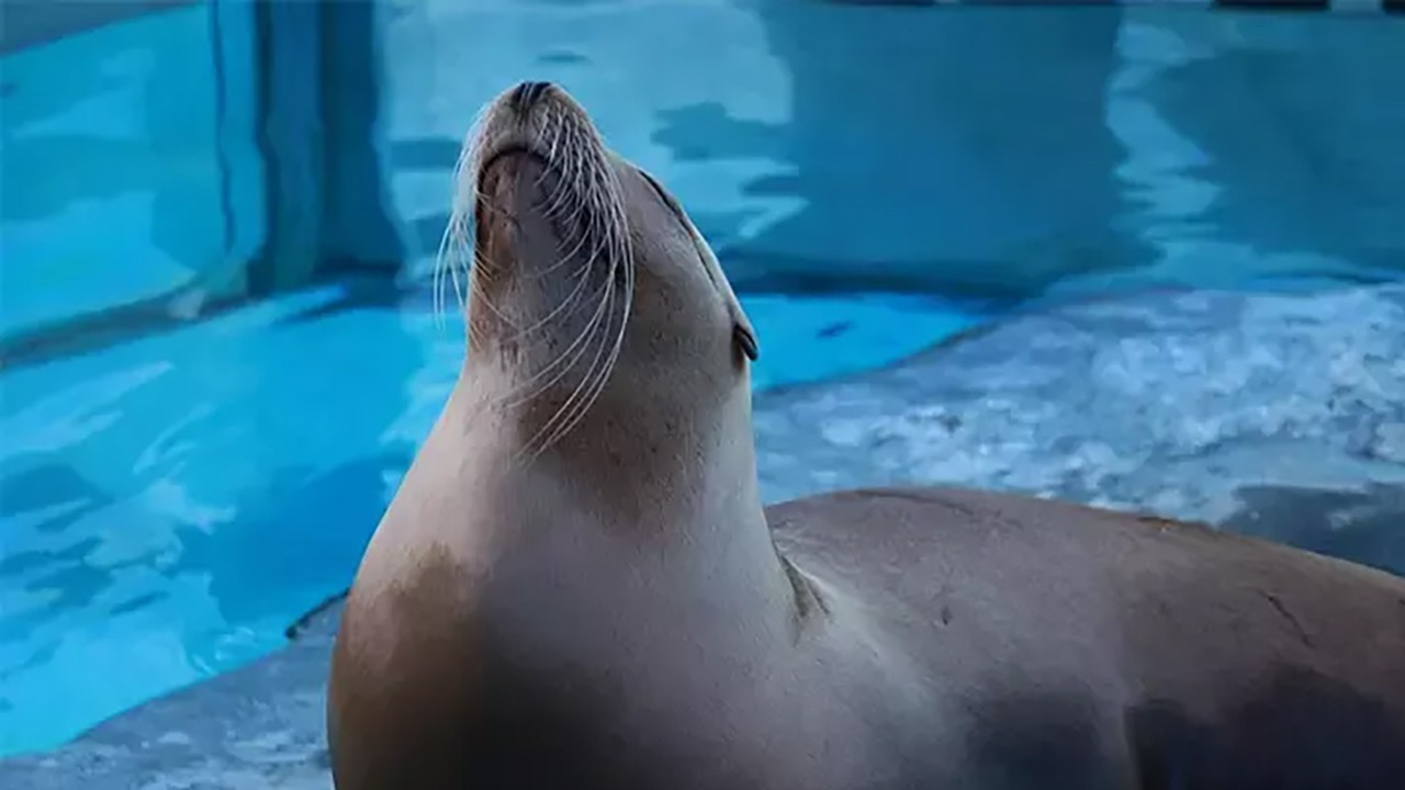 Foklar ‘akıllı sensör’ olacak