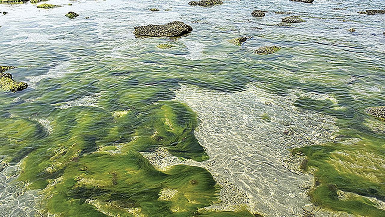 İklim krizine karşı doğal bariyer: Yosun çiftlikleri