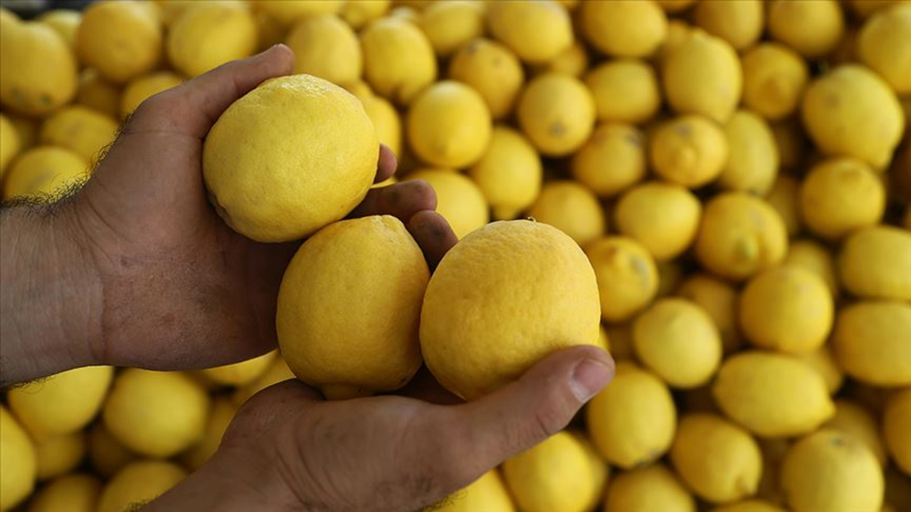 Dubai'ye gönderilecek 71 bin kilo limon imha edildi
