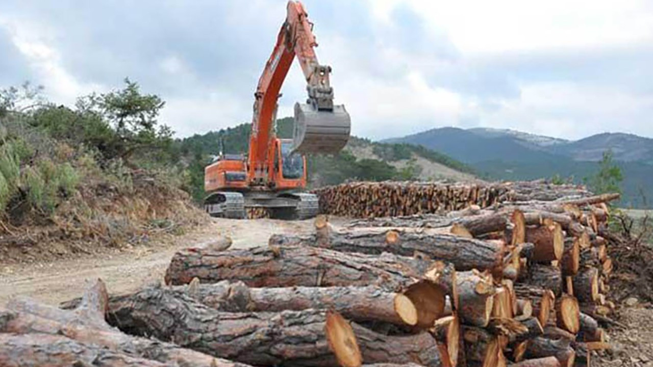 Orman kayıpları Paris Anlaşması’nı imkansız kılabilir