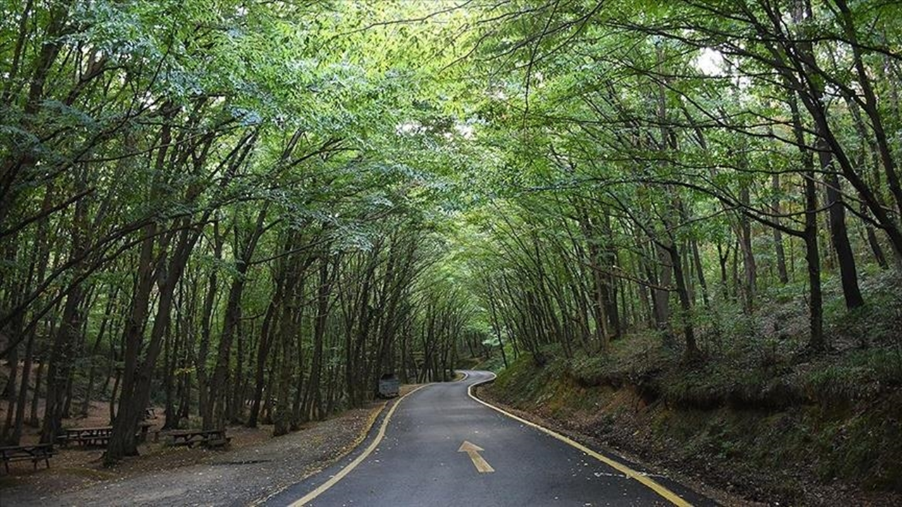 Muğla'da 1 Mayıs'tan itibaren bazı yeşil alanlara giriş yasağı başlıyor