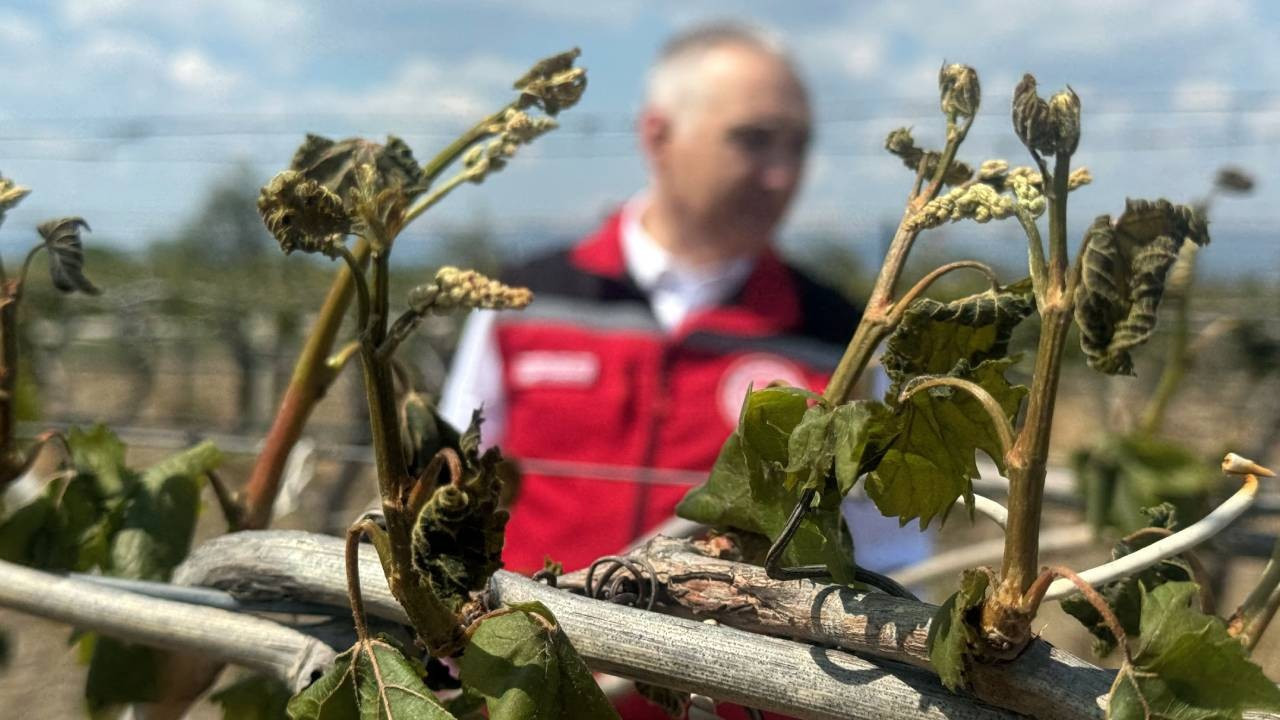 TOBB ve TMO'dan "zirai don" açıklaması