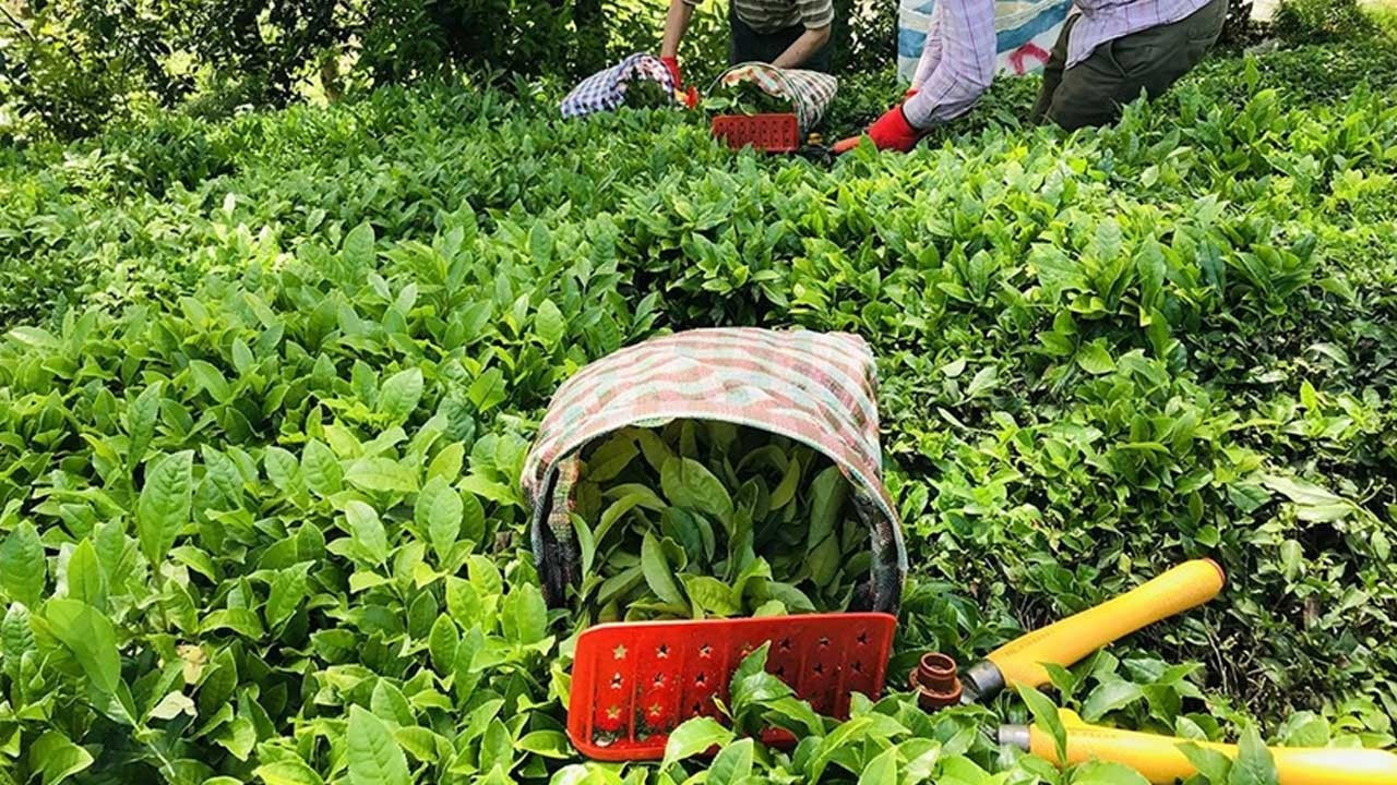 Türk çayı yılın ilk yarısında 104 ülkede alıcı buldu