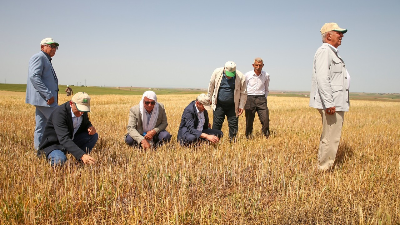 Tarlaları kuraklık etkiledi: 'Yüzde 100'lere varan zarar söz konusu'