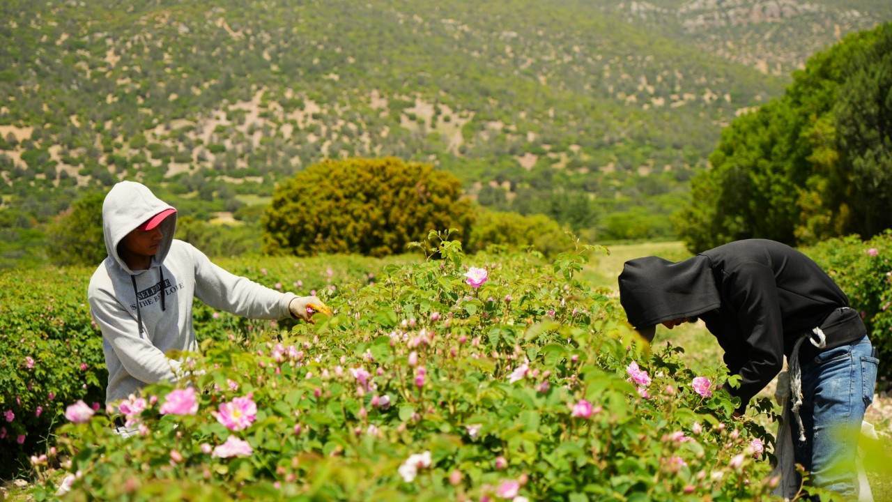 Küresel ısınma ve don gül bahçelerini de vurdu! Verim yarıya düştü