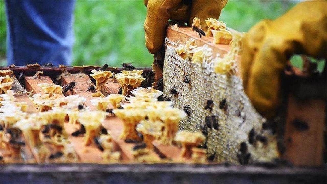 Doğu Karadeniz’den 5 ayda 1 milyon doları aşan bal ihracatı Doğu Karadeniz’den 5 ayda 1 milyon doları aşan bal ihracatı