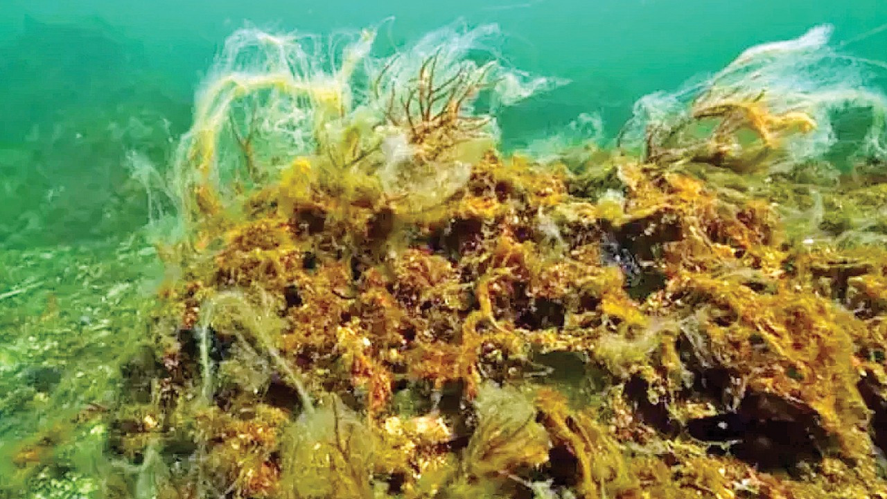 Marmara’nın akciğerleri müsilaj tehdidi altında