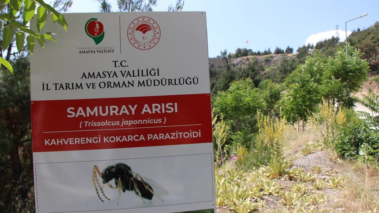 Kahverengi kokarca Amasya’da da tespit edildi! 3 bin samuray arısı doğaya salındı
