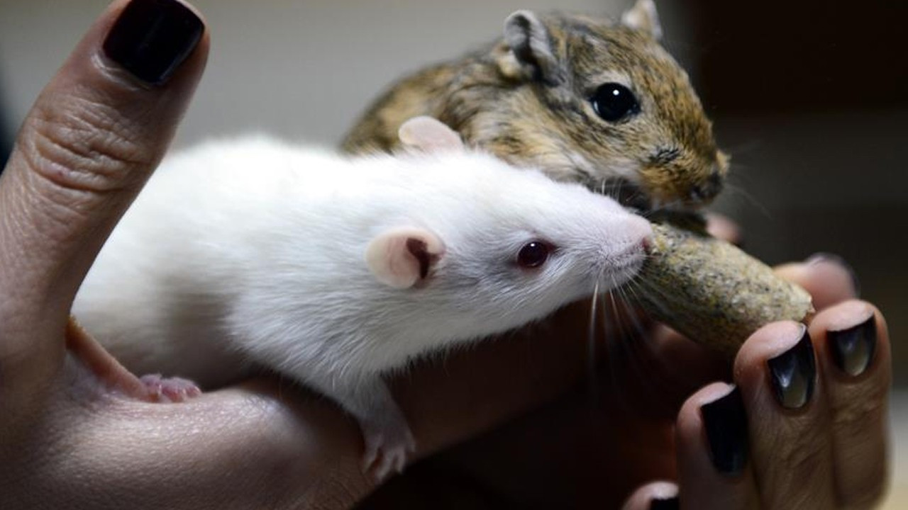 Bilim dünyasında bir ilk: Erkek farelerden doğurgan yavru fare üretildi