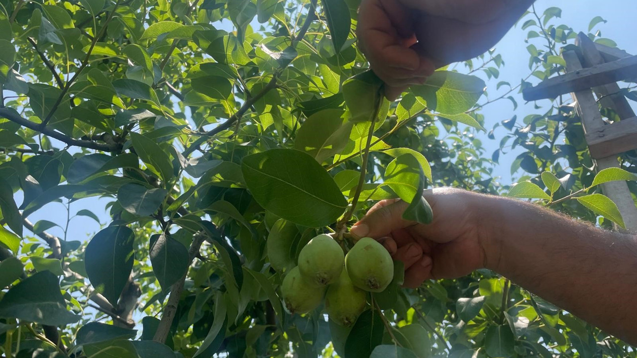 Zirai don ve kuraklık etkili oldu... Fiyatı yüzde 100 arttı: Armut dalda kilosu 40 lira!