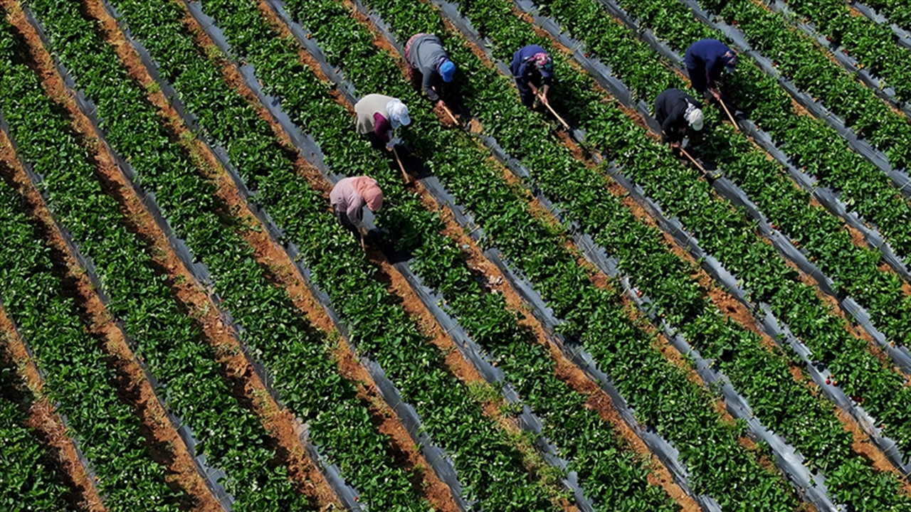Besilik sığır ve hububat için dev destek: Çiftçiye 345 milyon TL tarımsal destekleme ödemesi başladı