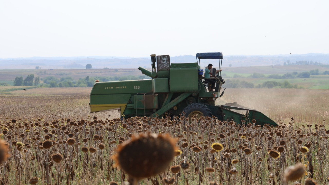 Adana'da kuraklık ayçiçeği hasadını 20 gün öne çekti