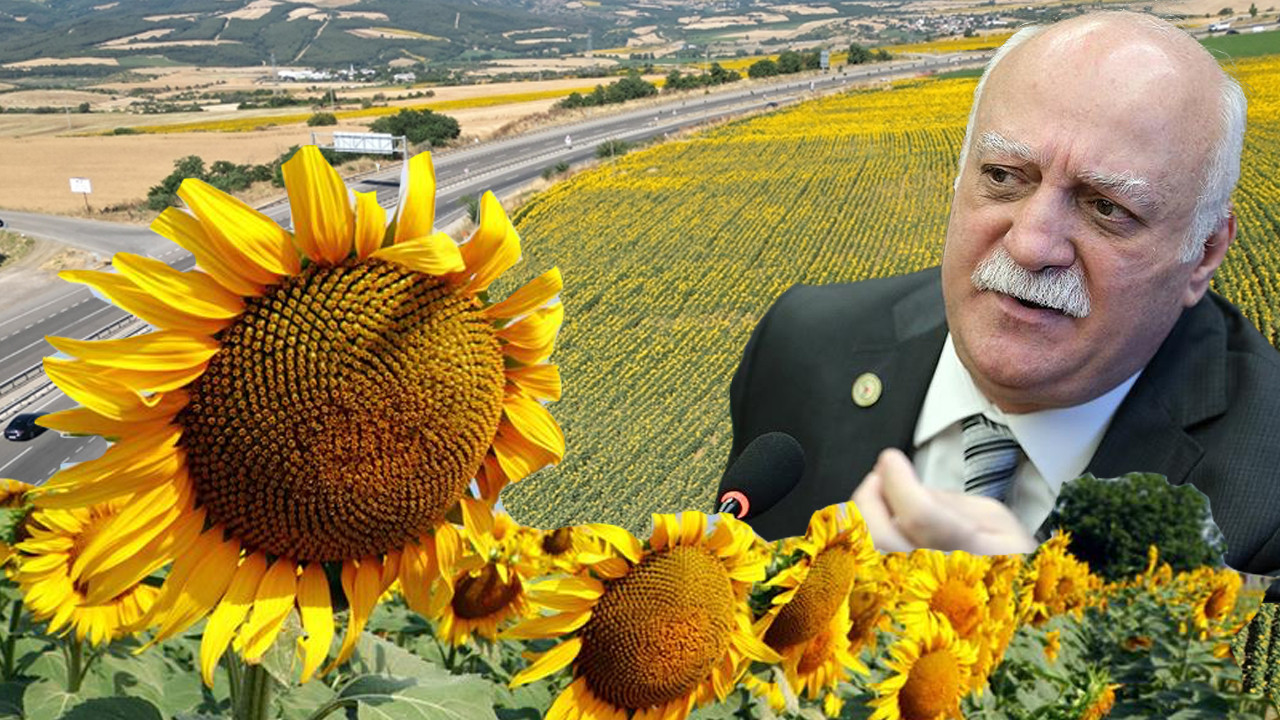 Dondan sonra kuraklık vurdu! Ayçiçeğinde tablo vahim