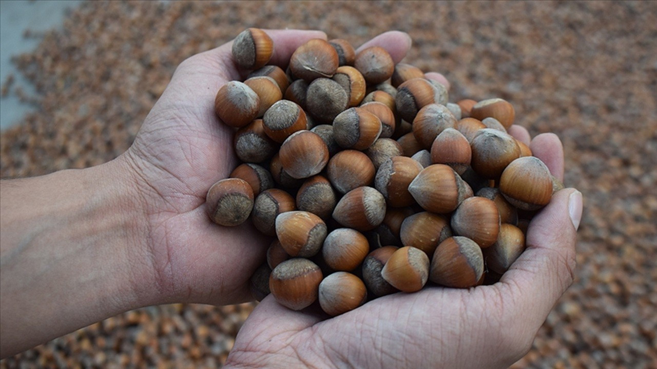 Türkiye’nin fındık rekoltesi alarm veriyor! Yüzde 50'ye varan kayıp yaşanabilir