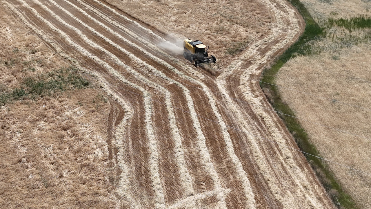 Türkiye'nin tahıl ambarı Sivas: Hasat başladı! Kuraklığa rağmen buğday ve arpada yüzler gülecek
