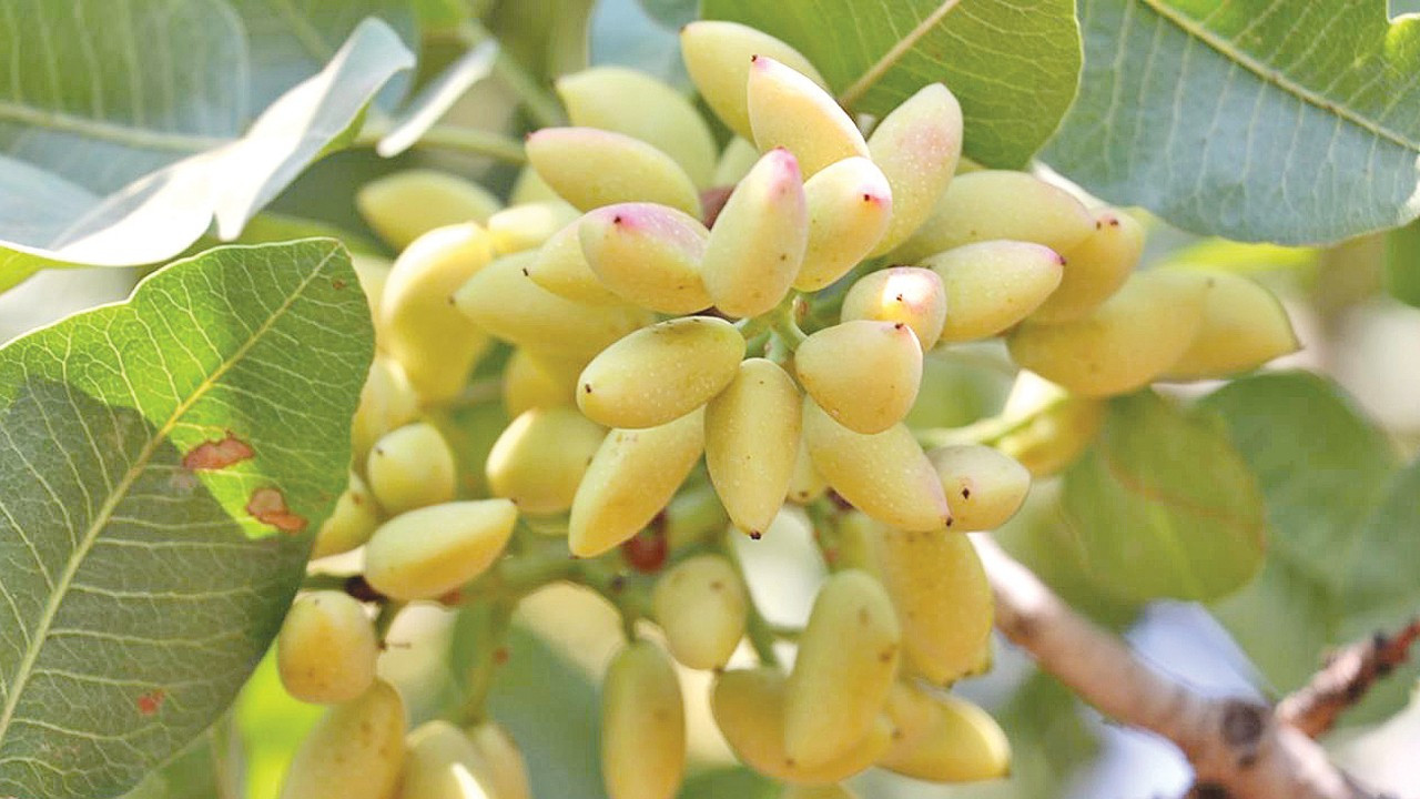 Antep fıstığında ‘yok yılı’ fiyatları ikiye katladı