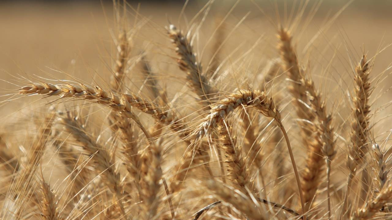 Küresel hububat üretiminde tüm zamanların en yüksek seviyesi bekleniyor
