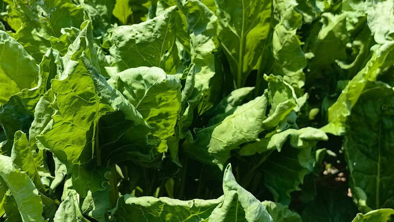 Şeker pancarı tarlasında Yaprak Kıvırcıklığı virüsü çıktı