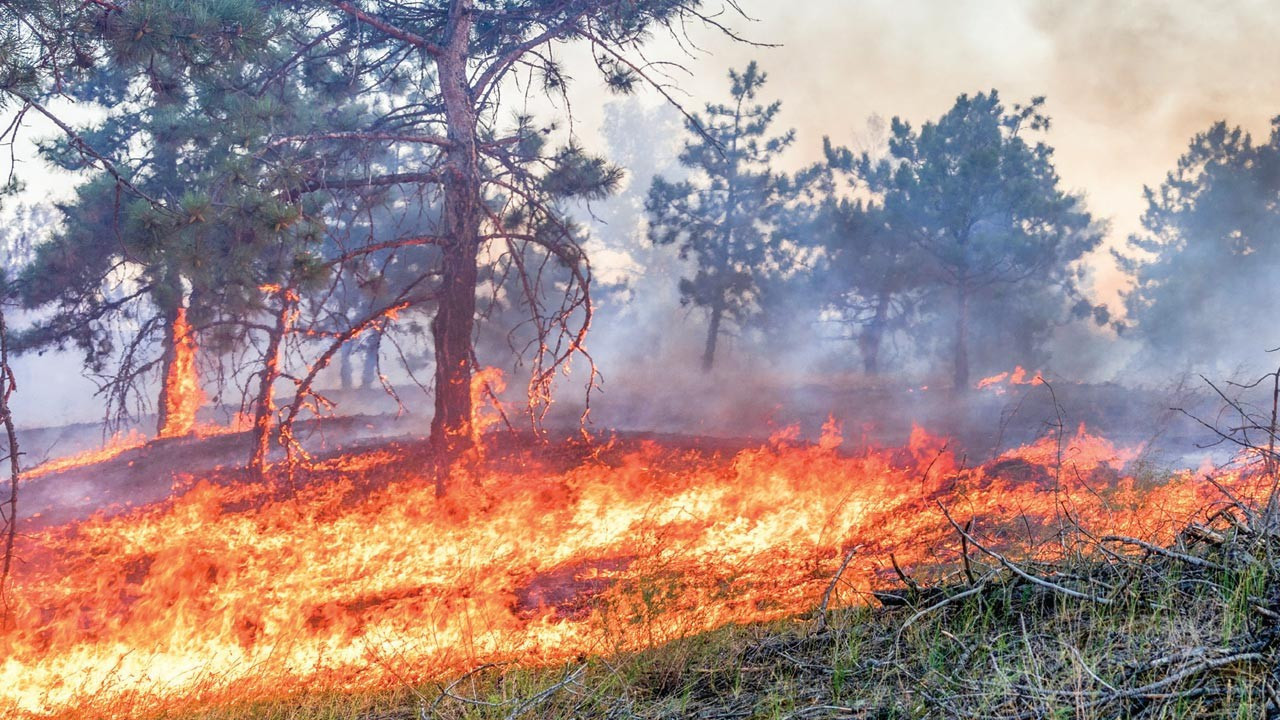 Orman yangınlarının zararı 14,2 milyar TL