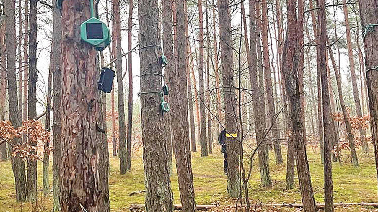 "Ormanları yangına karşı 'ağaç perisi'yle koruyalım"