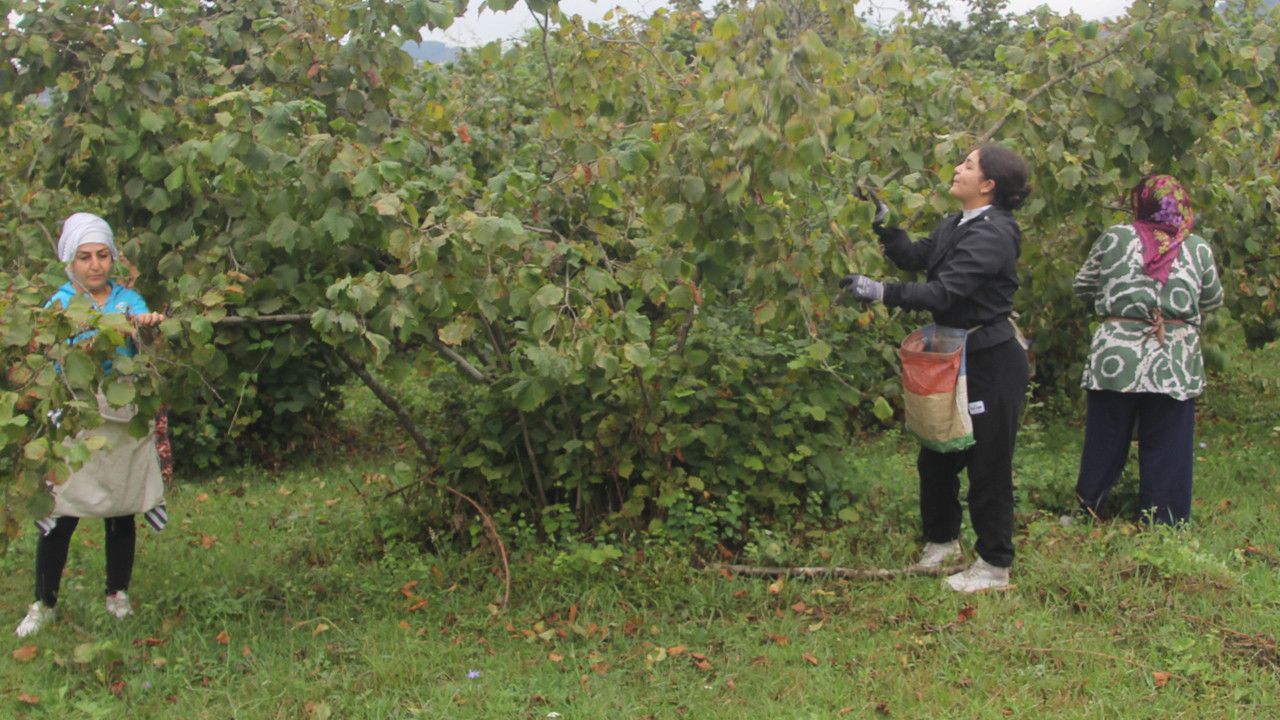 Yeşil altında hasat başladı: Fındık alım fiyatı ne zaman açıklanacak, fiyatlar ne kadar olacak?