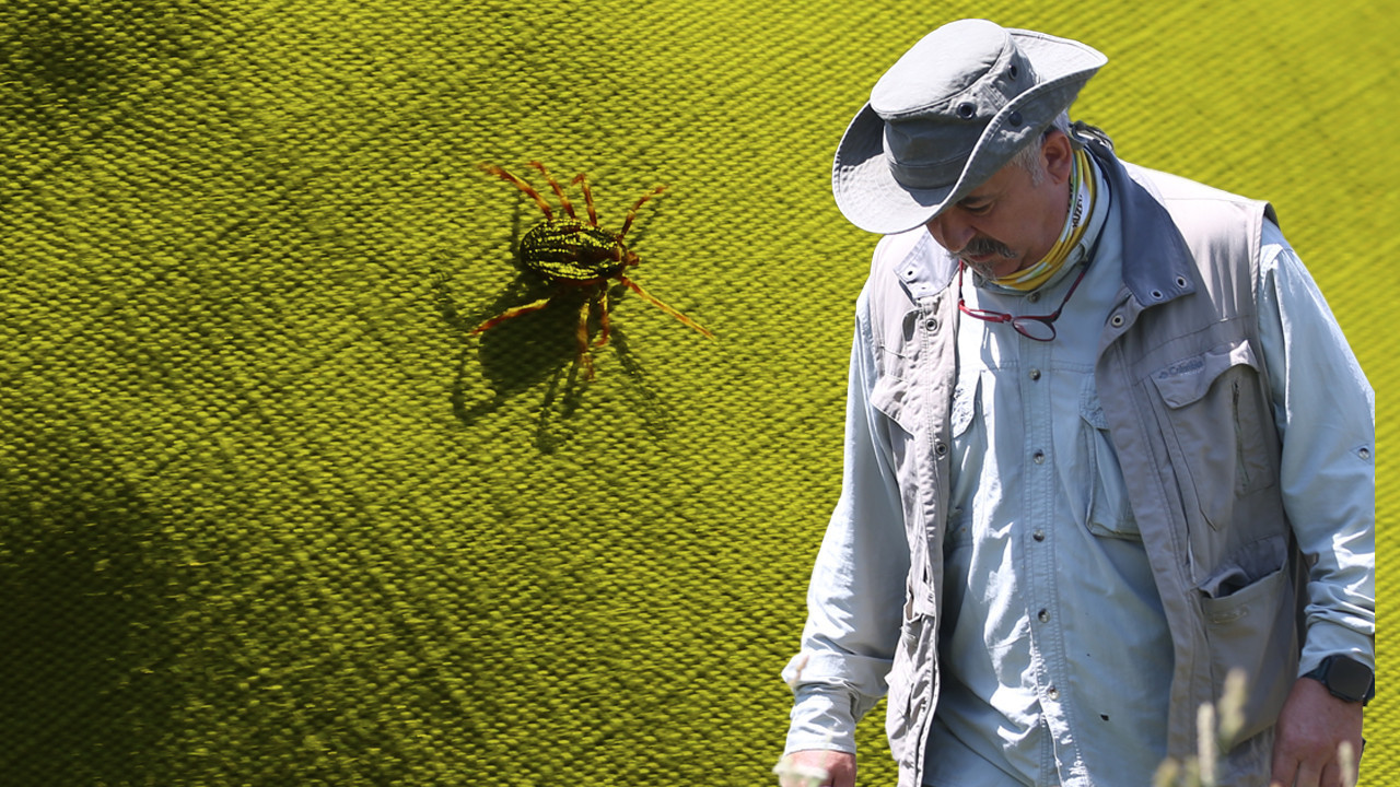 Bu bölgelerde kene ısırdıysa çok daha dikkatli olun!