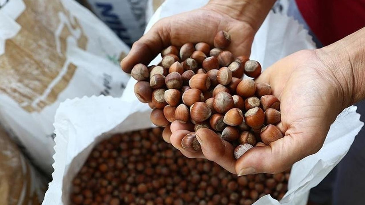 Fındık alım fiyatları açıklandı mı? TMO fındık fiyatları ne kadar oldu? Giresun kalite ve levant kalite fındık fiyatları kaç lira?
