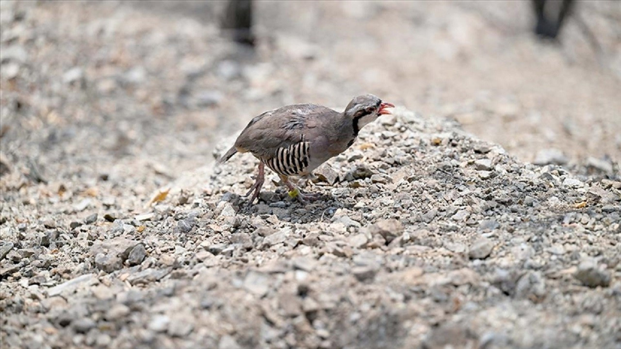 Uzmanlar uyardı: Kene ile mücadelede Keklikler çözüm değil risk!