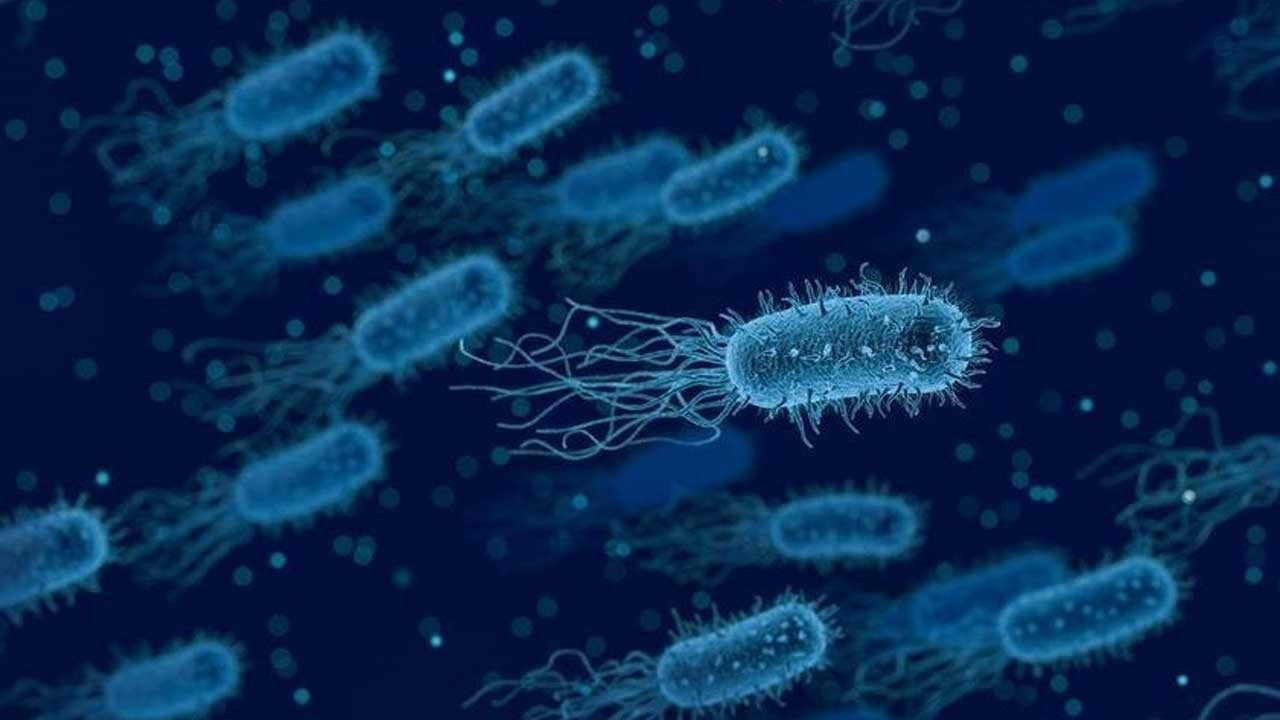 Vibrio vulnificus nedir? Et yiyen bakteri Türkiye'de var mı? Vaka sayısı nedir?