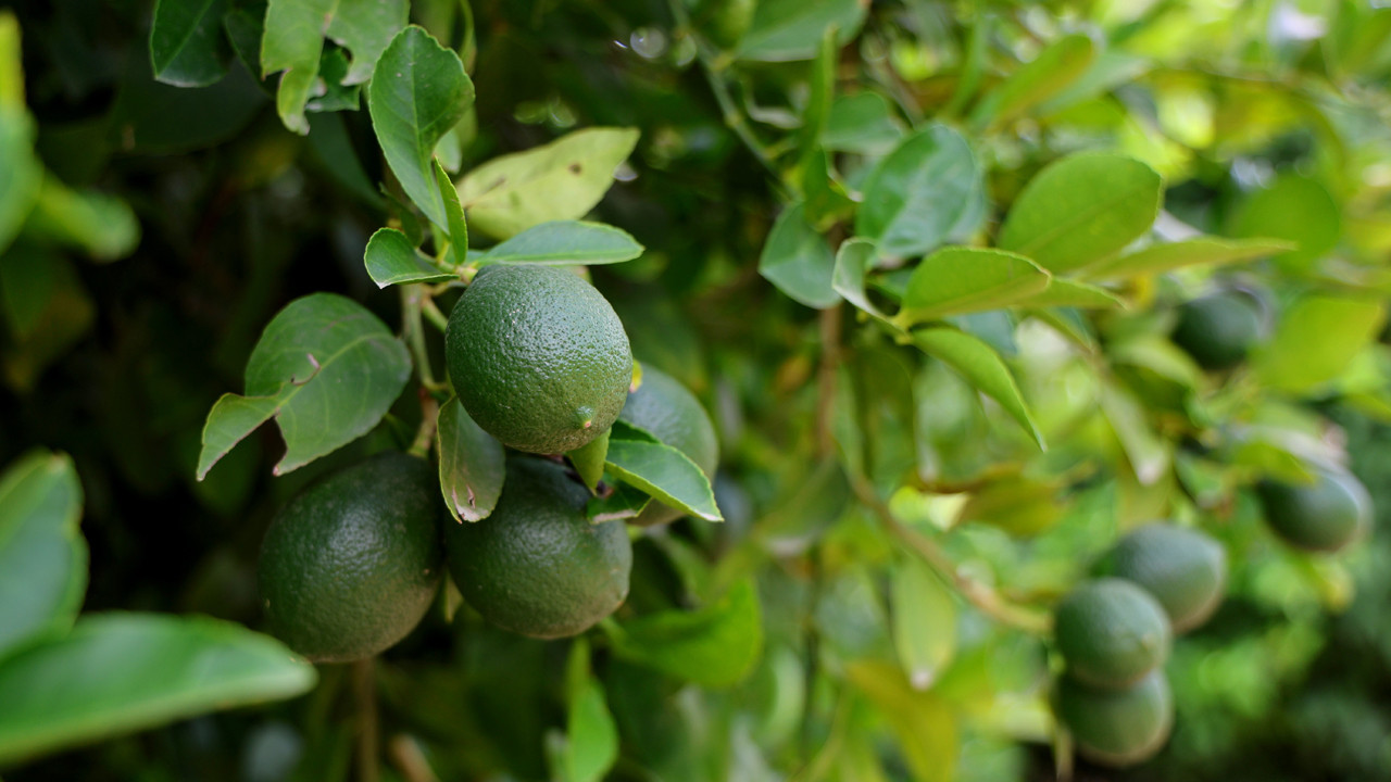 Markette cep yakıyor, kilosu 150 lirayı aştı! Zirai donun vurduğu limonda hasat vakti, fiyatlar düşecek mi?