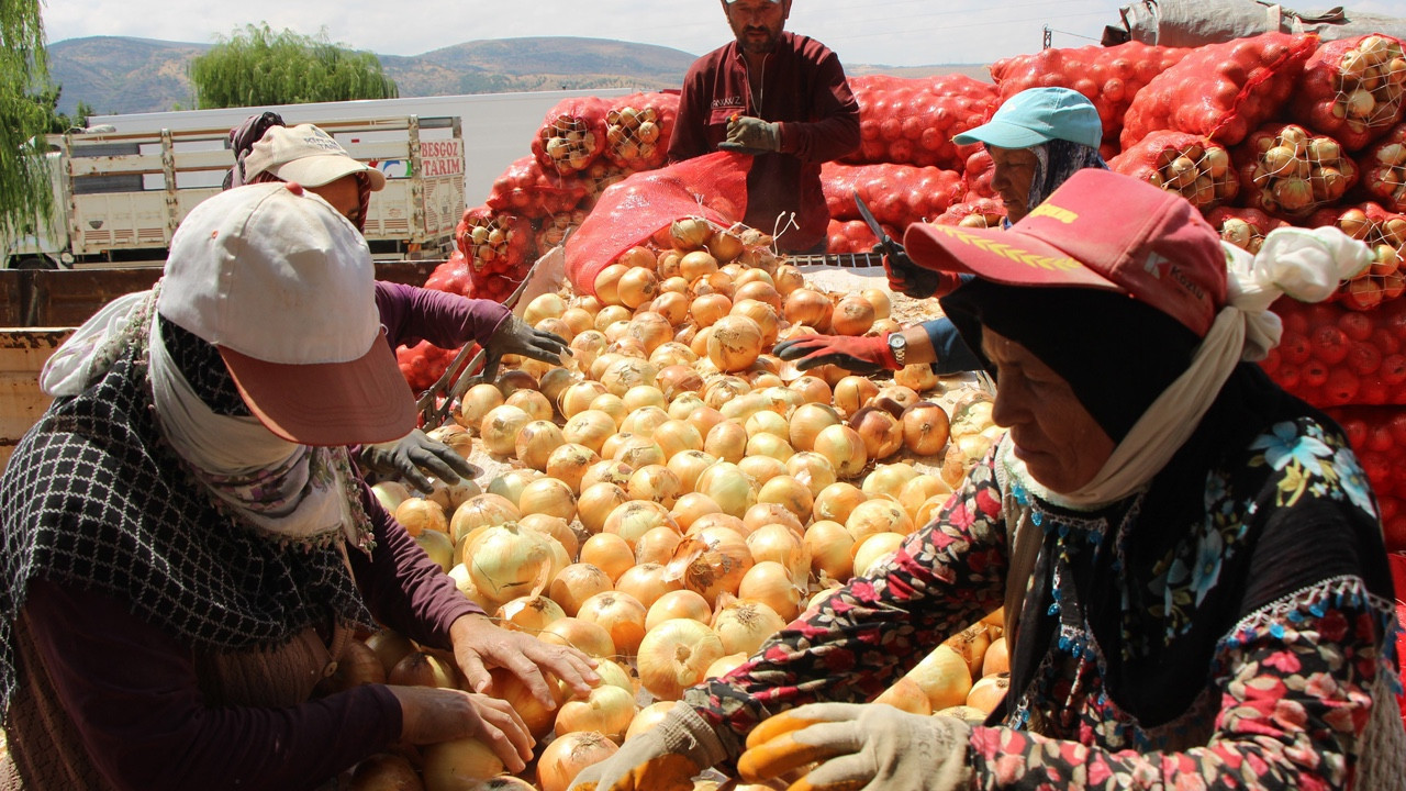 Şifa deposu Amasya soğanı Avrupa yolunda