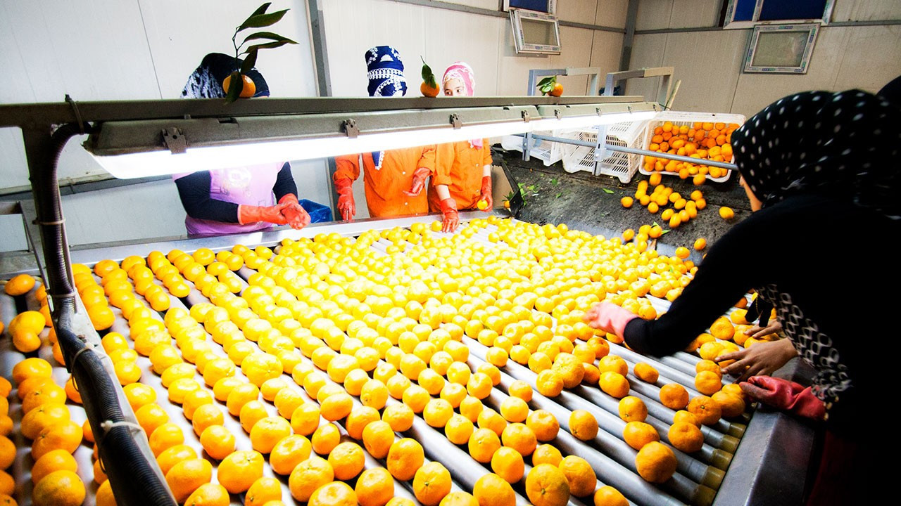 Ege narenciye üretiminde sert kayıp: Rekolte yüzde 34 düştü