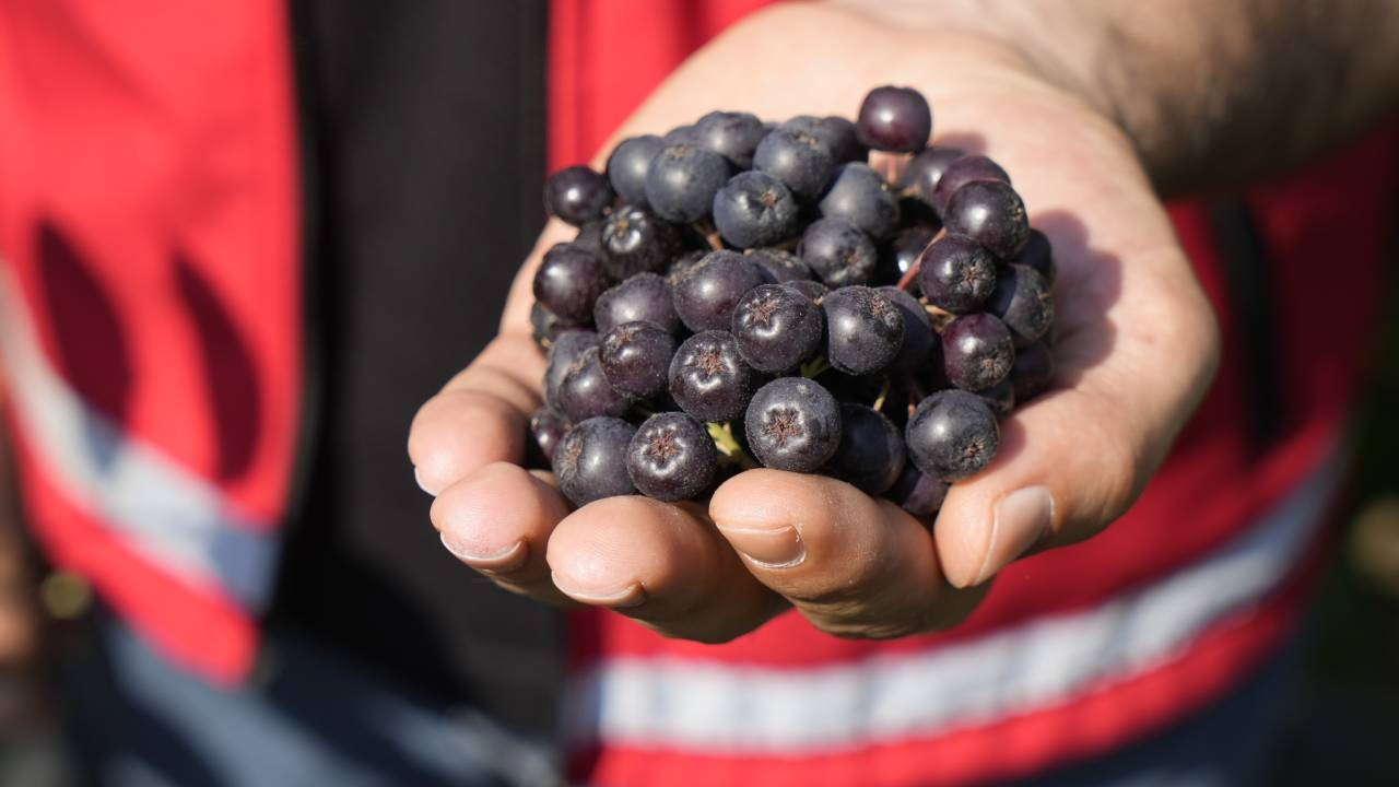 Kızılderililerin şifası Karadeniz'de rekor verime ulaştı: Zirai dondan ve soğuktan etkilenmiyor!