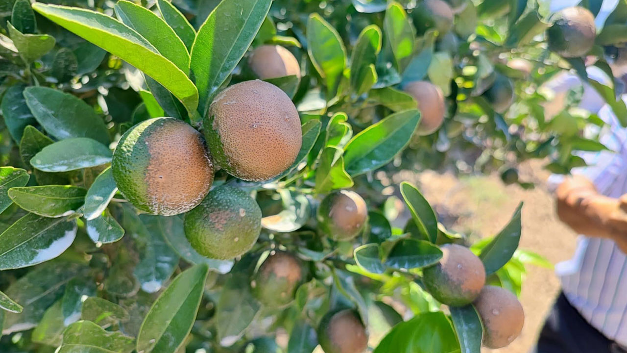 Adana’da 95 yılın sıcaklık rekoru narenciyeyi vurdu