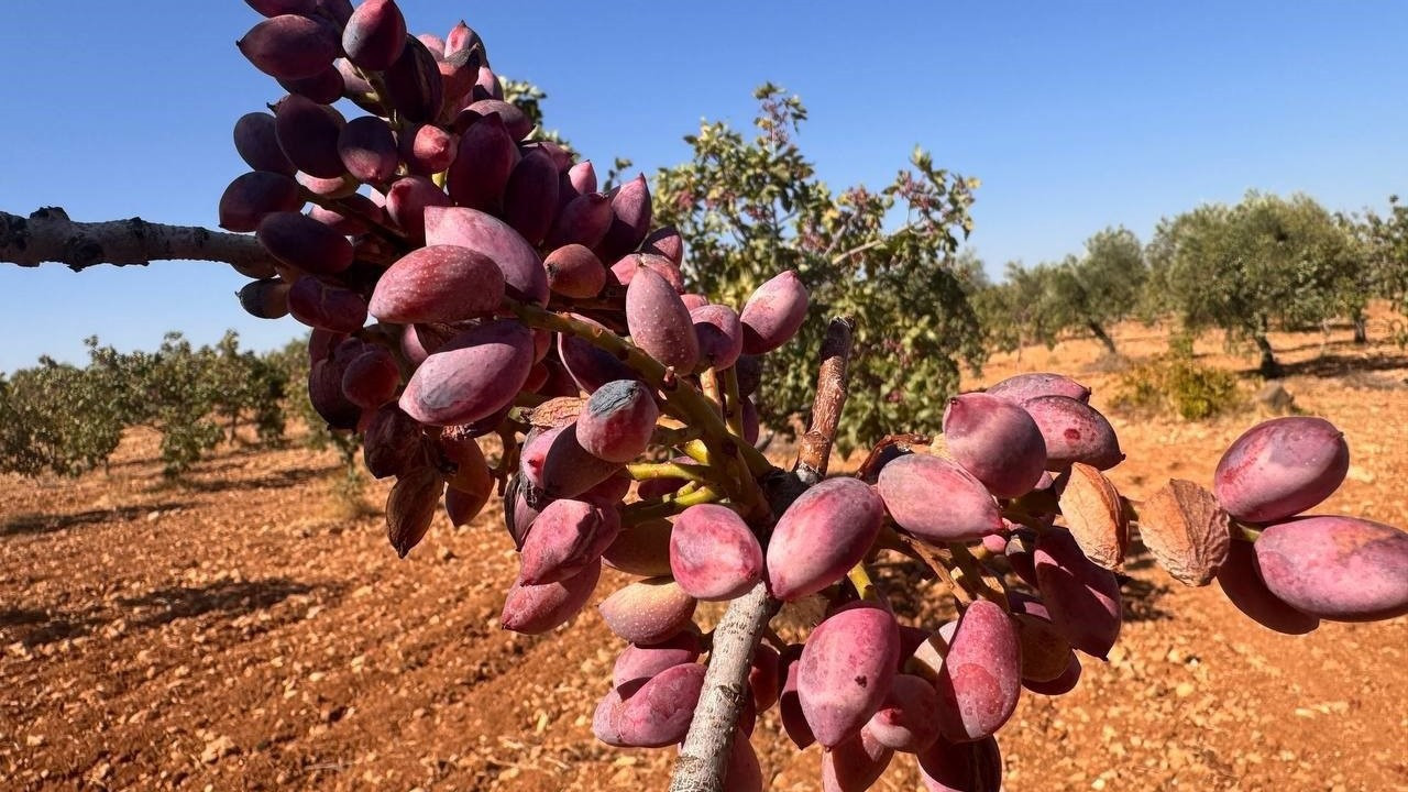 Şanlıurfa'nın fıstık bahçelerinde sessiz tehdit: Fitoplazma