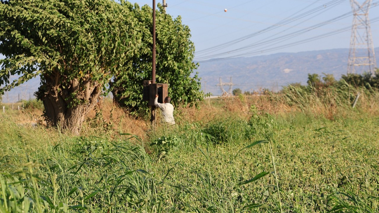 Aydın'ı kuraklık vurdu: Çiftçiler mesai saatlerini değiştirdi
