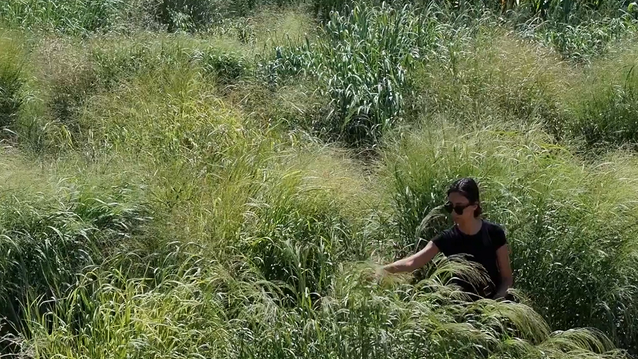 Su tüketimini azaltan bitki üretildi: 'Dallı darı' maliyeti de düşürüyor