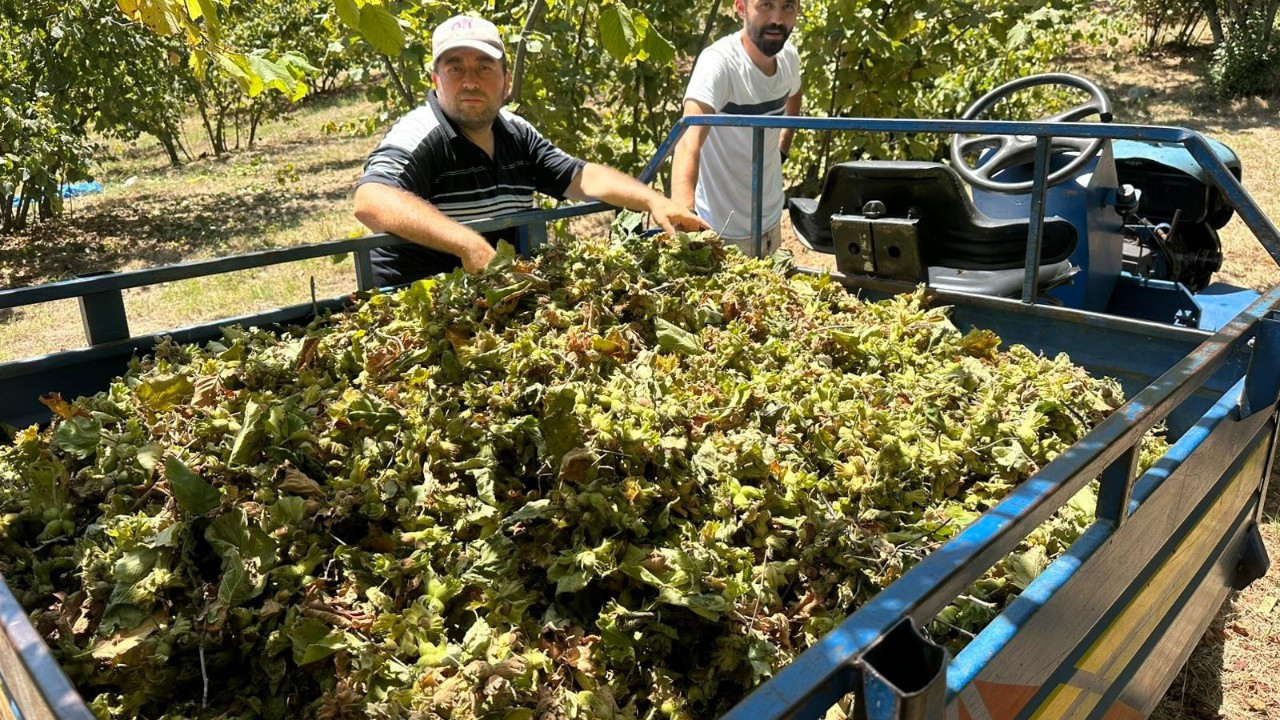 Alaplı’da fındık hasadı başladı: Tırpan ücretleri 7 bin TL’ye dayandı