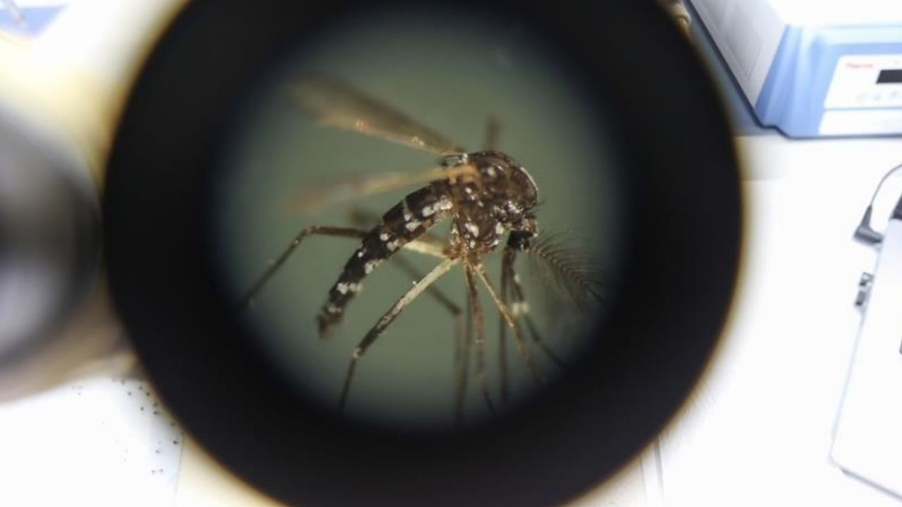 Chikungunya nedir, belirtileri neler? Chikungunya vaka sayısı ve ölüm sayısı kaç oldu? Türkiye'de var mı?