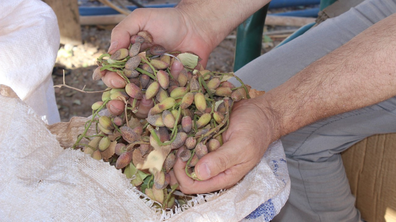 Siirt'te fıstık alarmı: 1 milyon ağaç kuruma riski altında: Rekoltede yüzde 80 kayıp
