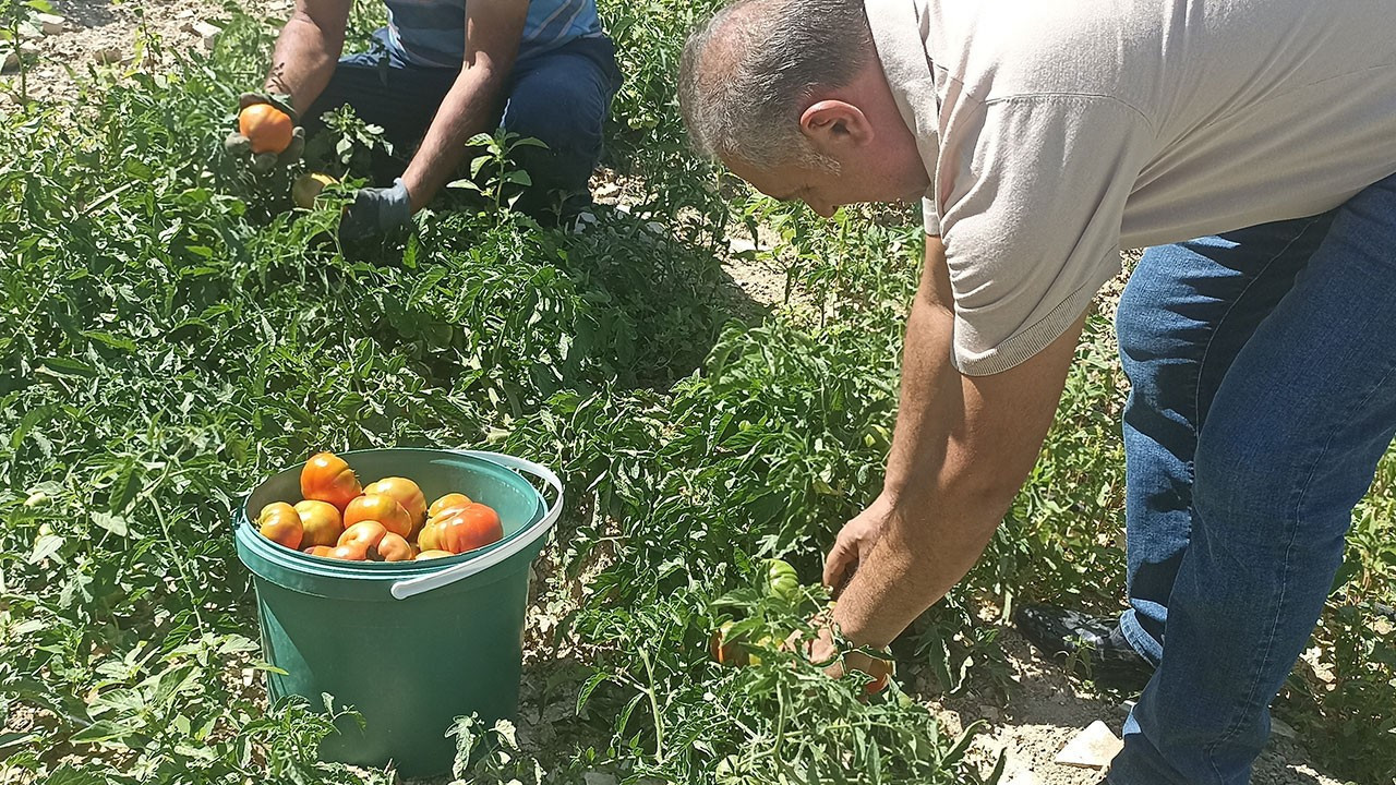 Kayısıyı don vurdu: Ata tohumundan domates hasadı başladı